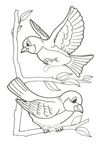 dessin gratuit Oiseaux