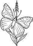 coloriage gratuit enfant Papillons
