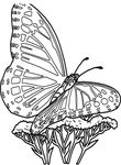 dessin gratuit Papillons