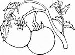 dessin gratuit Fruits Legumes